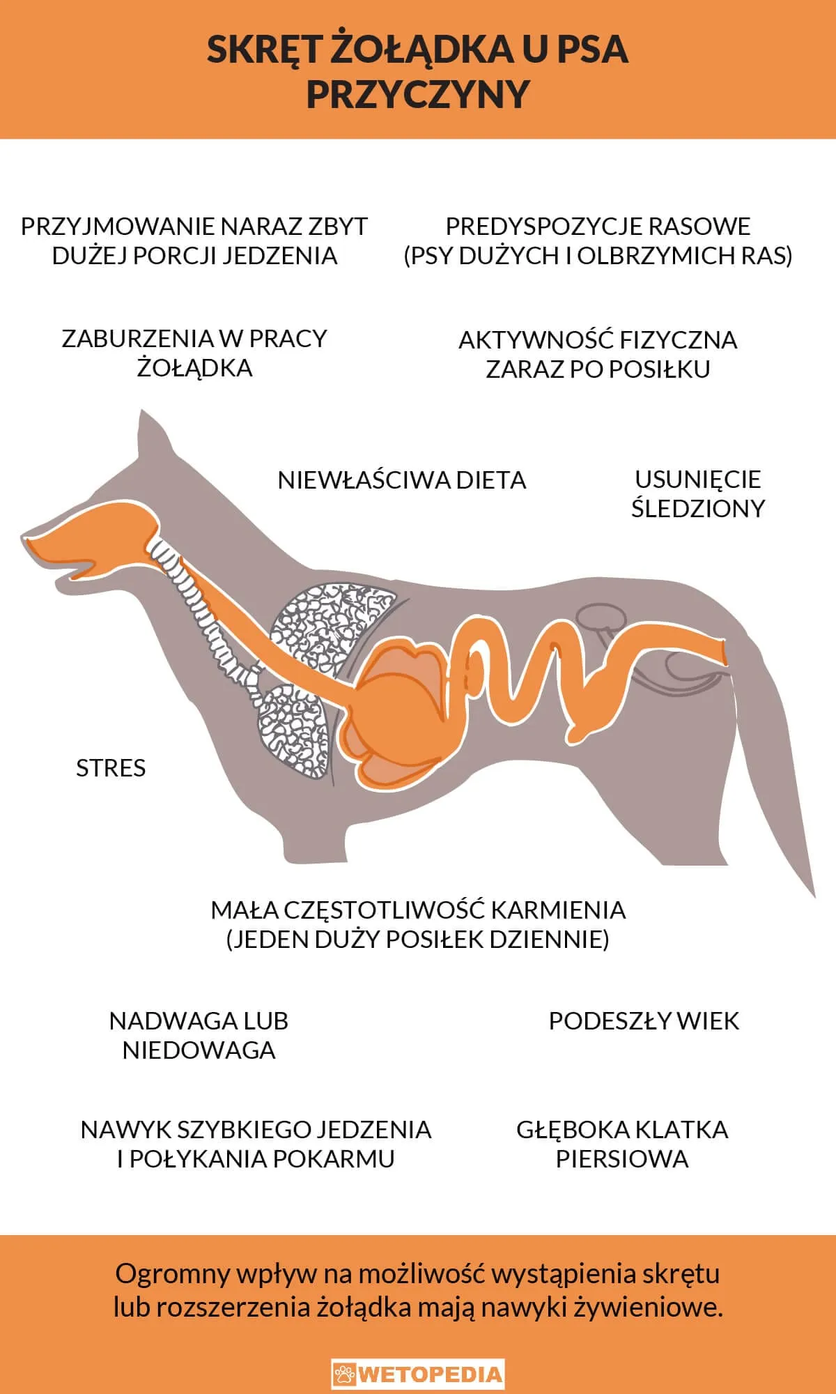 Zdjęcie Skręt jelit u psa objawy - nie bagatelizuj tych groźnych sygnałów