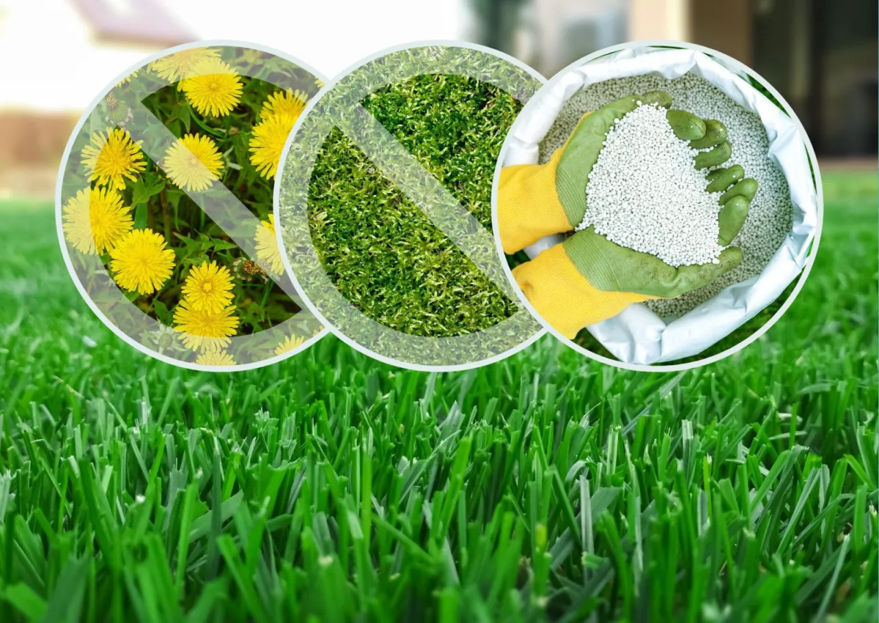 Zdjęcie Trawnik bez chwastów: Rozpoznaj, zwalcz, zapobiegnij!