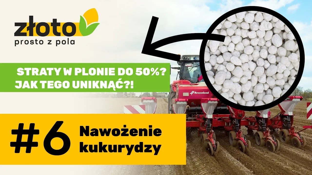 Zdjęcie Jaki nawóz pod kukurydzę i ile naprawdę potrzebujesz dla wysokich plonów