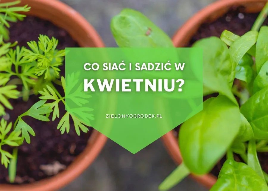 Zdjęcie Jakie warzywa siać w kwietniu, aby uniknąć rozczarowań w ogrodzie