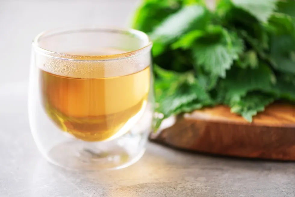 Zdjęcie Jak zrobić herbatę z pokrzywy? Prosty przepis na zdrowy napar