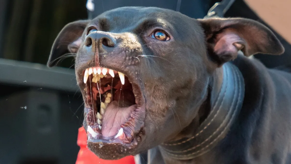 Zdjęcie Pitbulle a kobiety: Jak uniknąć niebezpieczeństwa? Porady i fakty