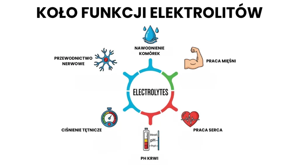 schemat działania elektrolitów w organizmie