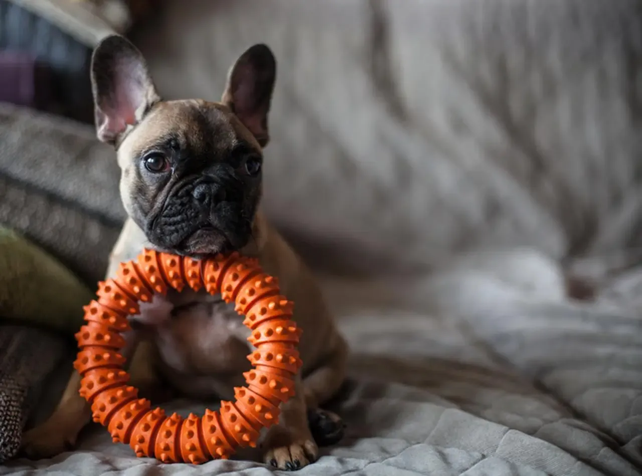 zabawki i gryzaki dla szczeniaka