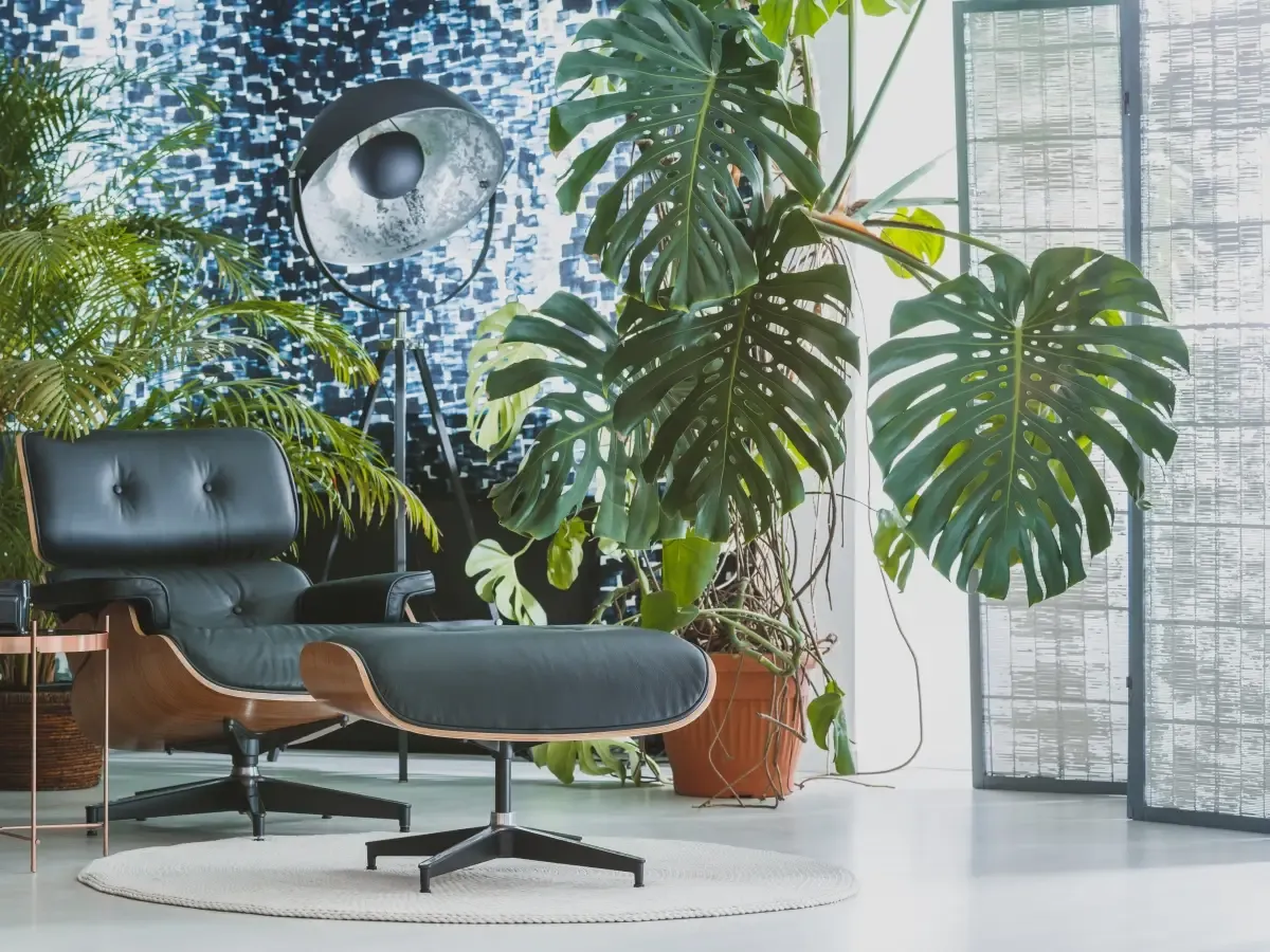 Monstera deliciosa w nowoczesnym wnętrzu