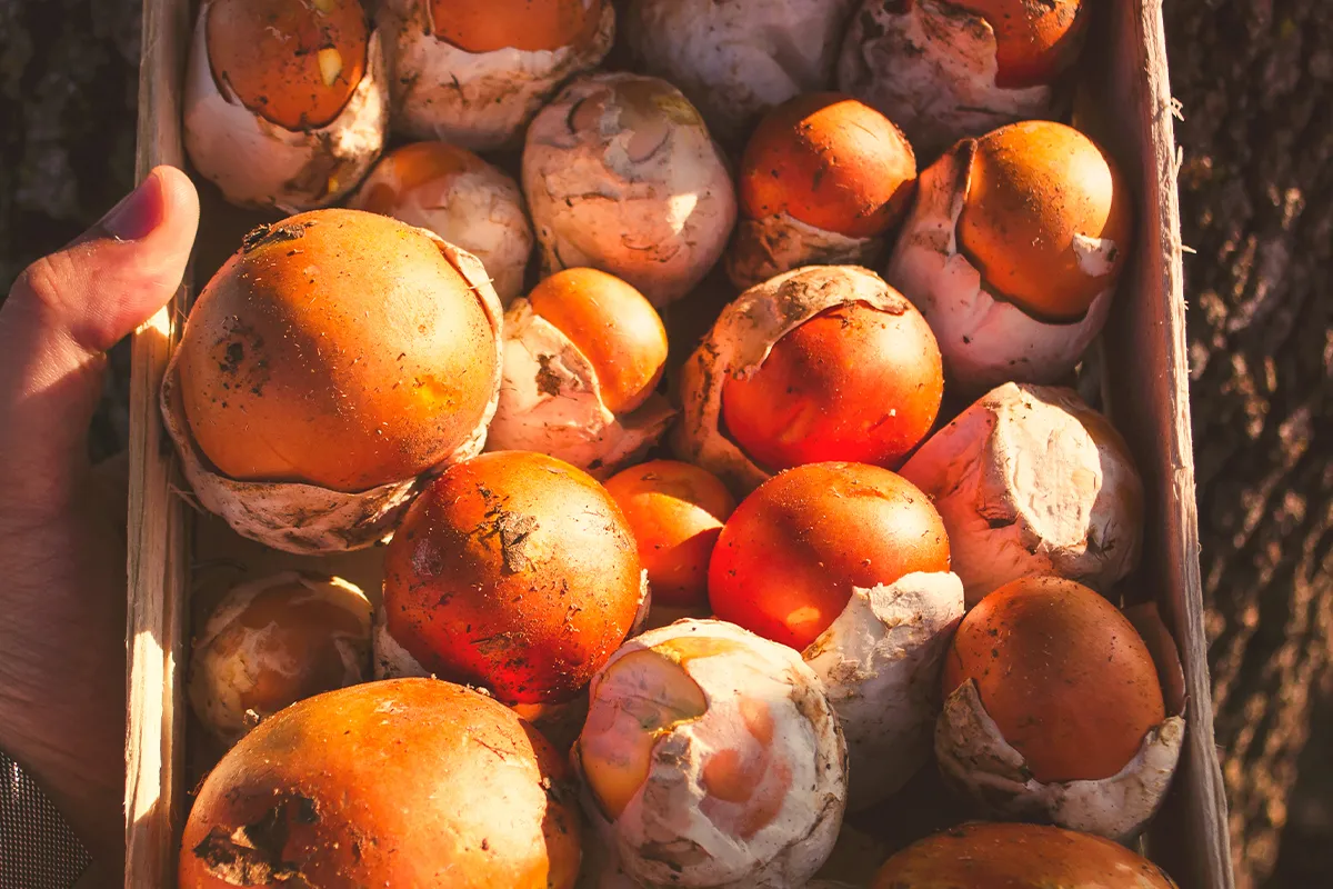 Amanita caesarea fungo ovulo buono vs velenoso confronto