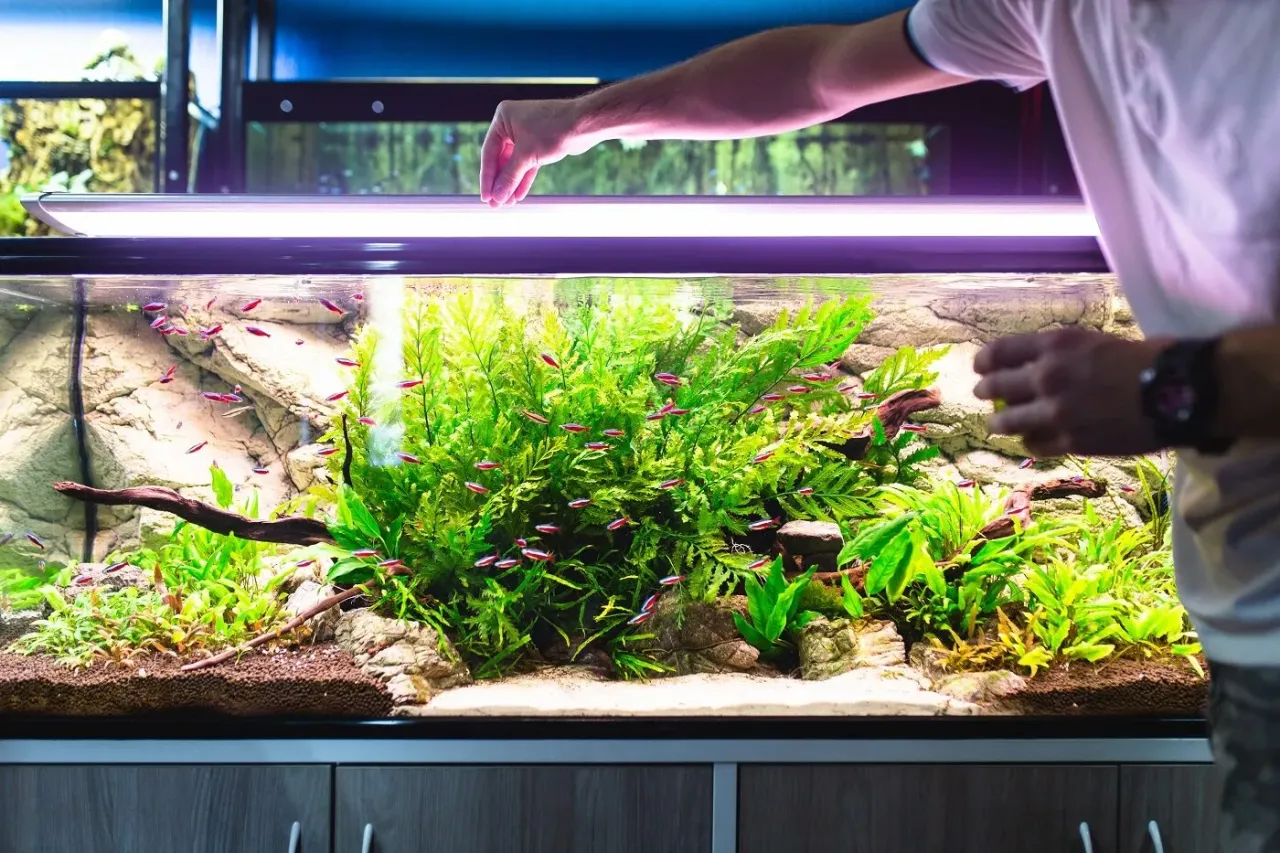 akwarium zdrowe ryby karmienie