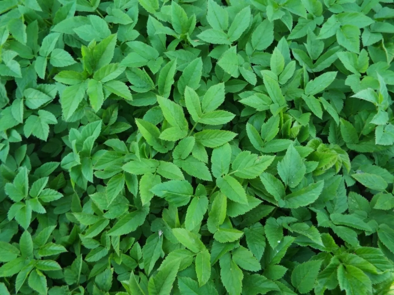 Mechaniczne usuwanie chwast&oacute;w widłami amerykańskimi