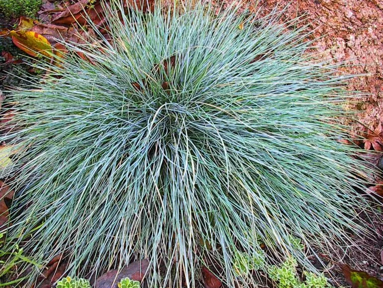 Kostrzewa w naturalnym środowisku Polska