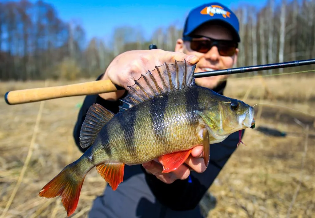wędkarz łowiący okonie plecionka