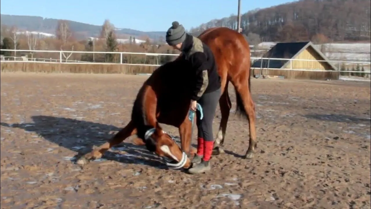 koń uczy się prostych sztuczek z trenerem