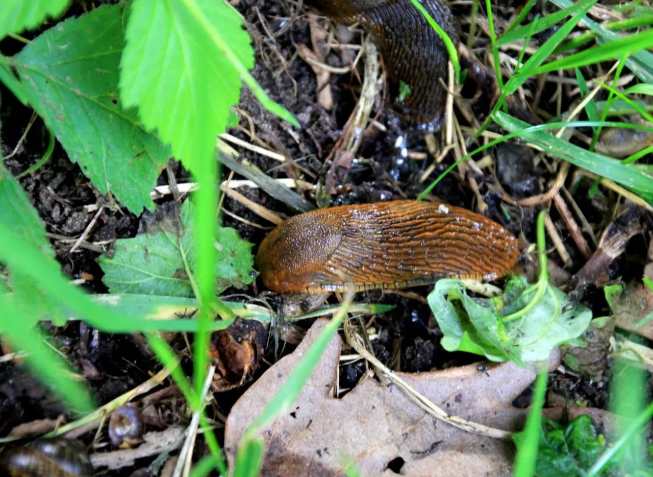 Ślimak w hibernacji