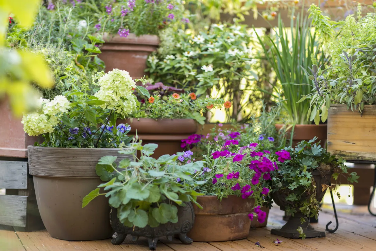 Ogród kwitnący w lipcu pełen barw