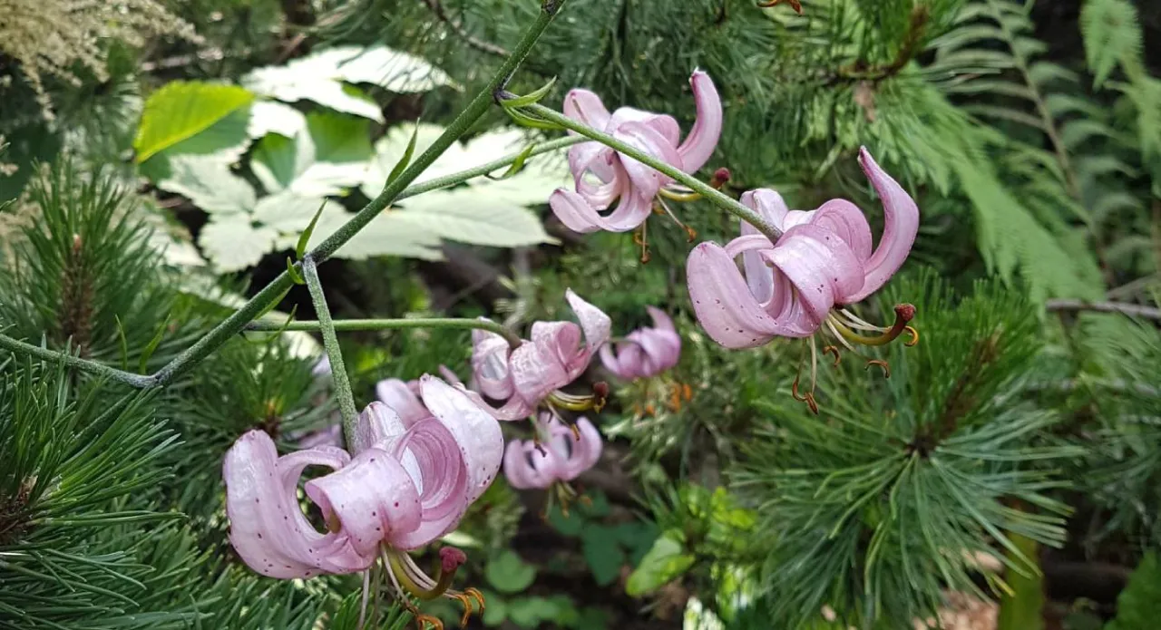 Lilia złotogłów buławnik wielkokwiatowy Rezerwat Parkowe