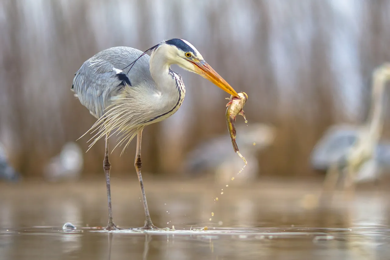 Szara czapla z rybą w dziobie, dowód, że czaple zimują w Polsce. W tle inne ptaki.