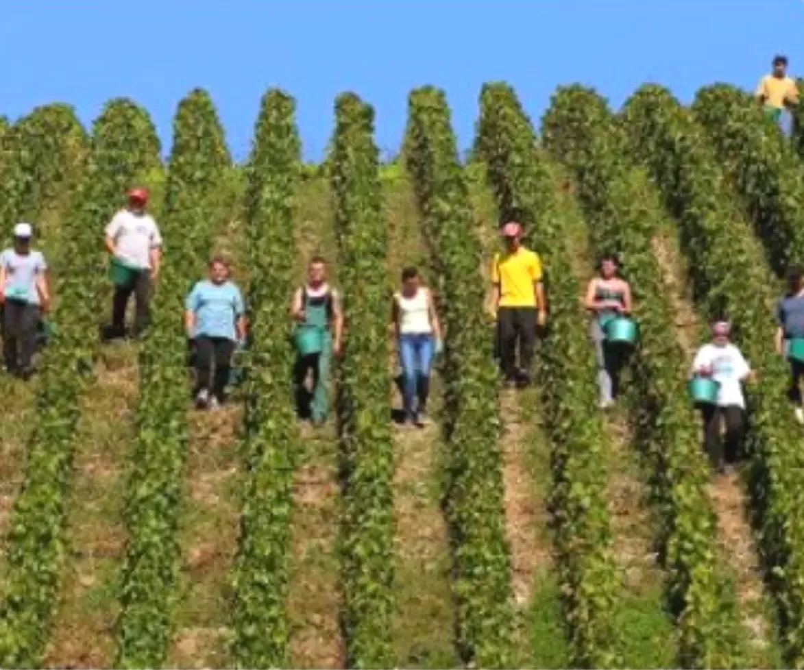 zbieranie winogron we Francji praca