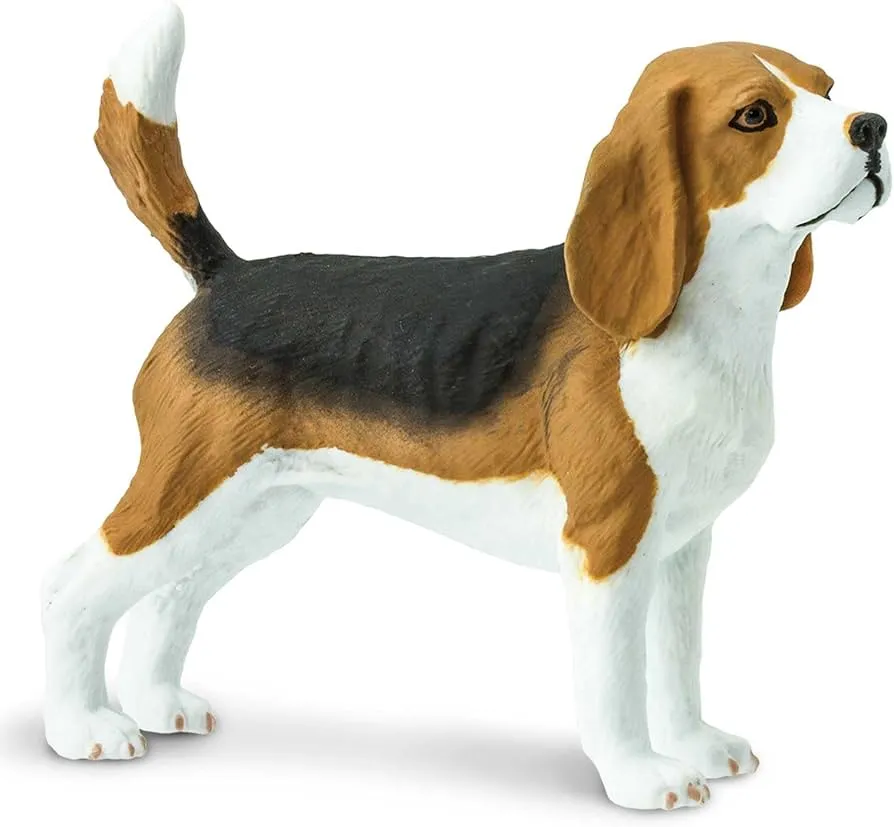 beagle tropiący zabawki