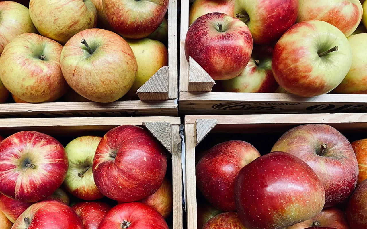 Verschiedene Apfelsorten wie Boskop und Elstar in einer Holzkiste