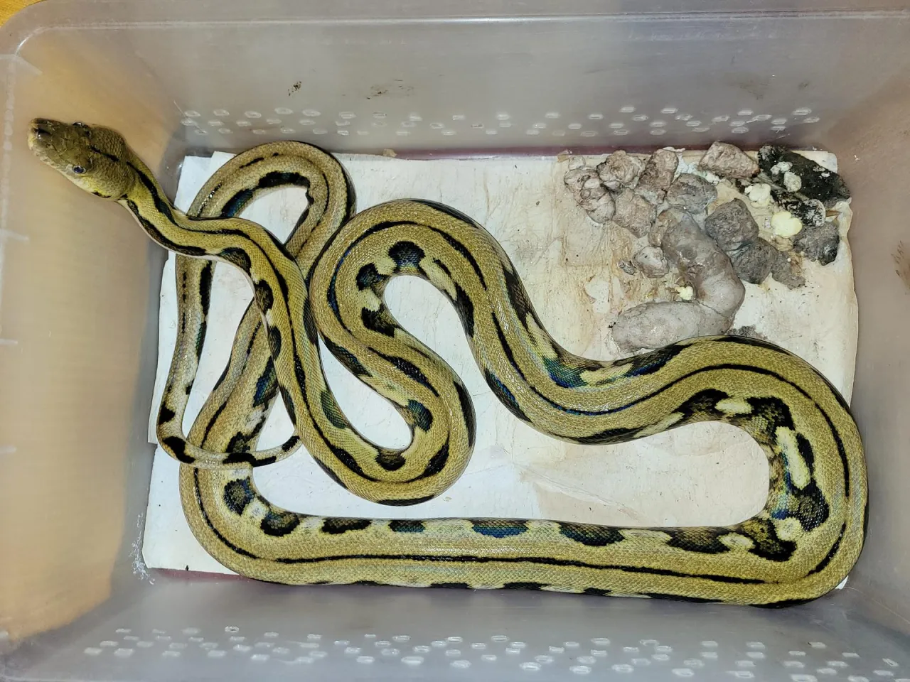 diagram niepokojące zmiany w odchodach węża