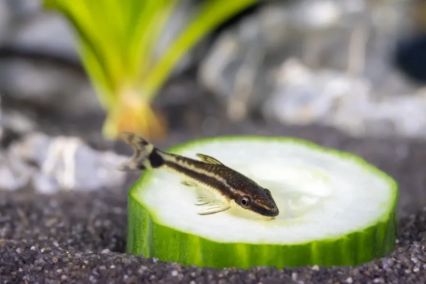r&oacute;żne rodzaje pokarmu dla glonojada