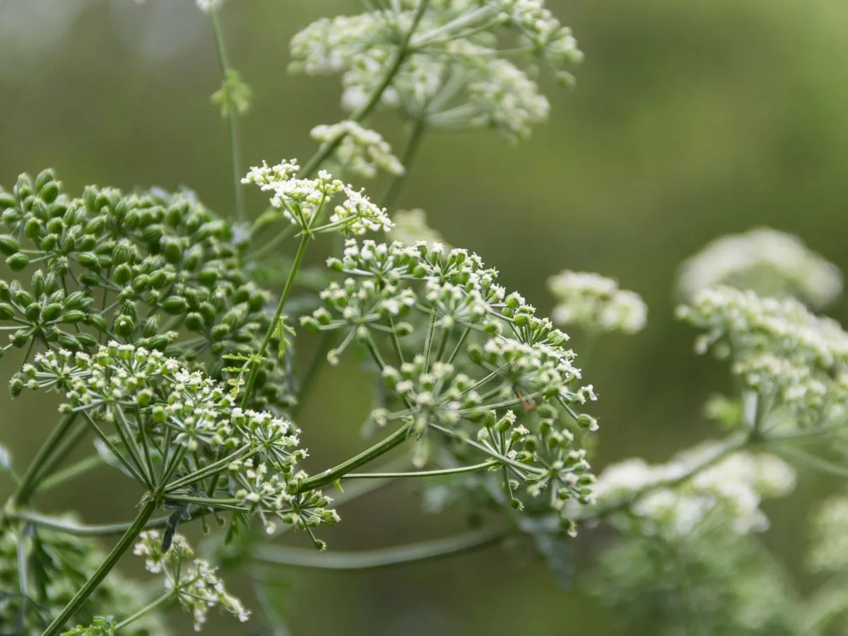 Rośliny podobne do kopru w ogrodzie