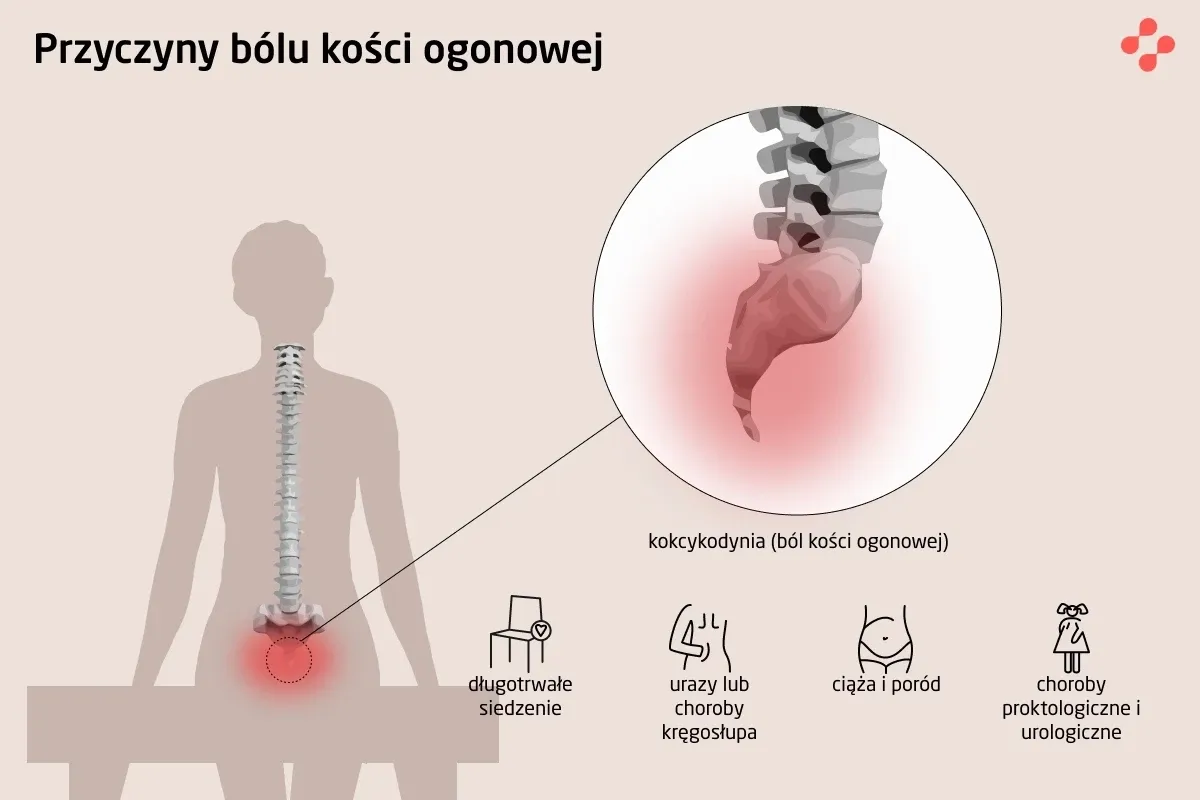 anatomia kości ogonowej kręgosłup