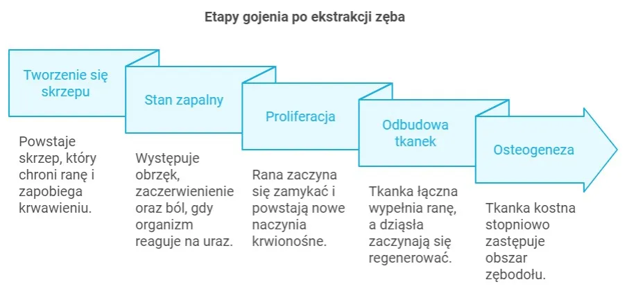 Etapy gojenia rany po wyrwaniu zęba grafika