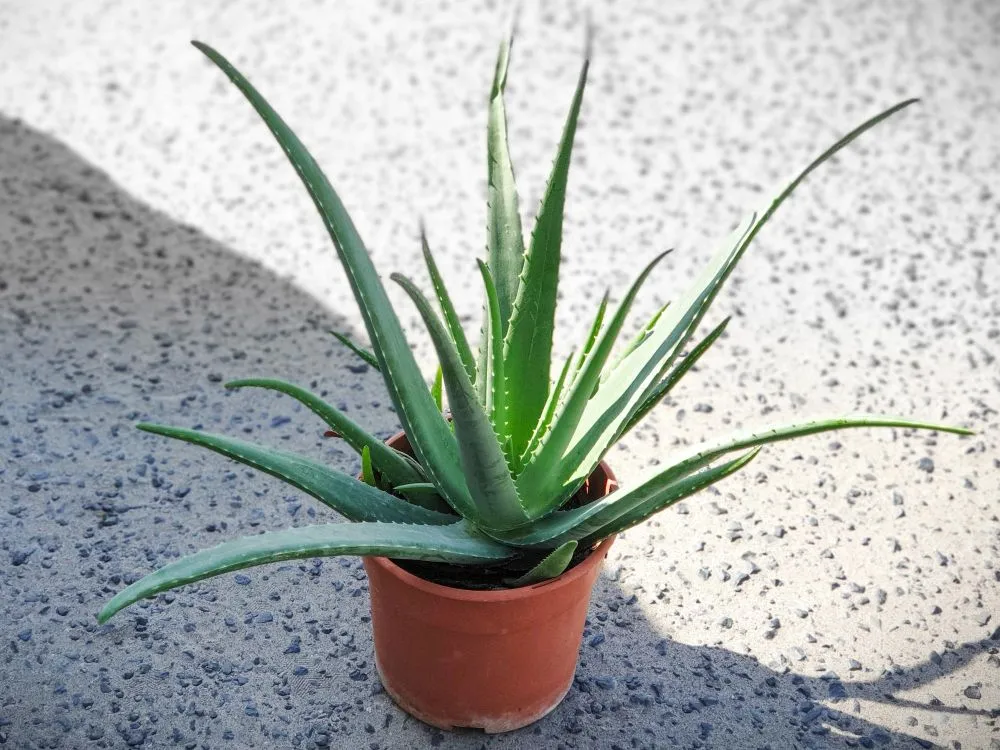 Aloe vera roślina doniczkowa identyfikacja