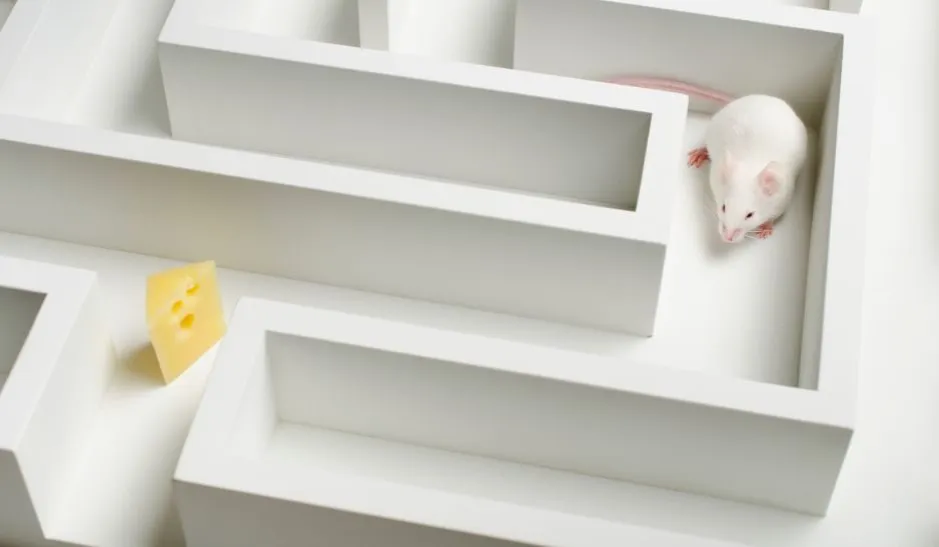 mysz laboratoryjna w klatce, symbolika przeludnienia