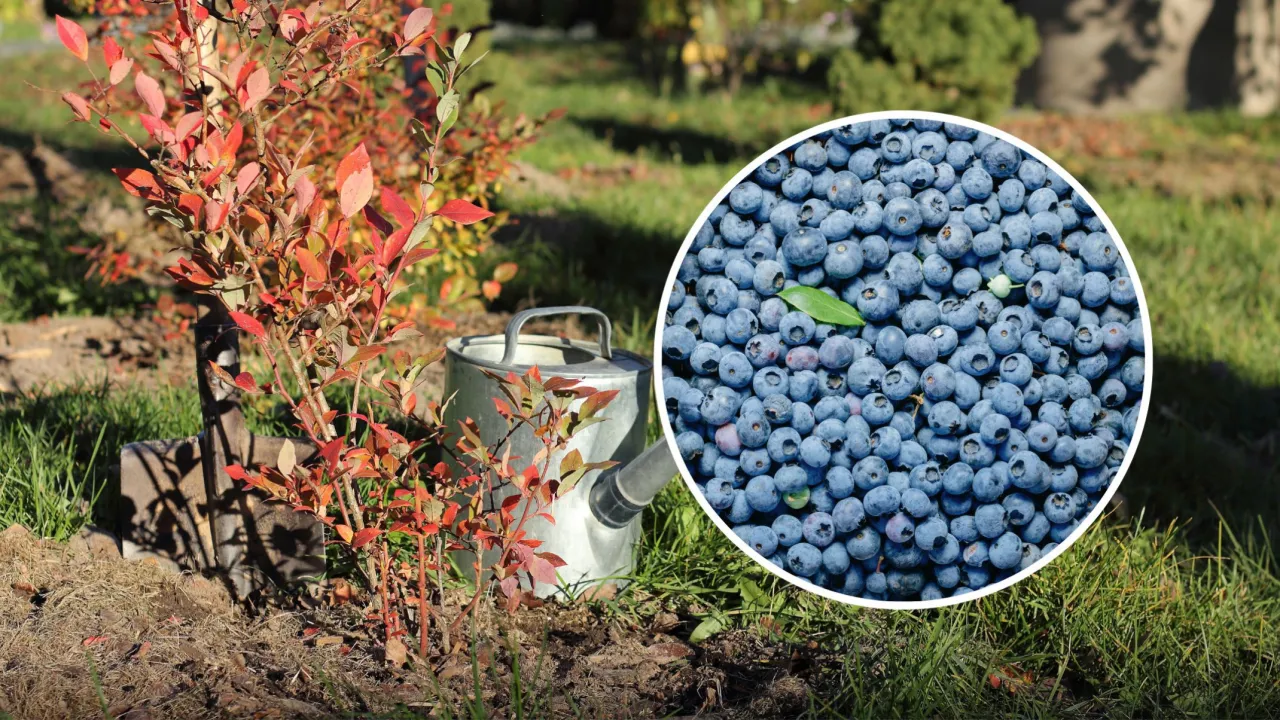 Pielęgnacja borówki amerykańskiej: młody krzaczek z czerwonymi liśćmi i konewka obok, w okręgu dojrzałe owoce.