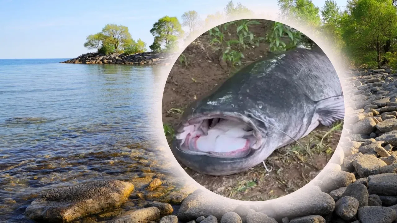 Otwarta paszcza wielkiego suma, który połknął przynętę. Pan Ryba złowił go nad kamienistym brzegiem jeziora.