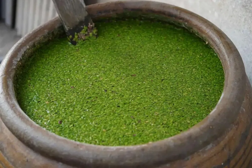 Rzęsa wodna w kontrolowanej uprawie i jej zastosowania