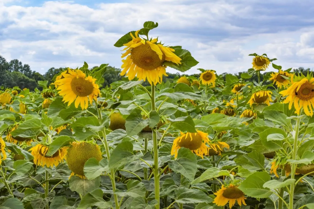Pola kwitnących słoneczników w Polsce lato