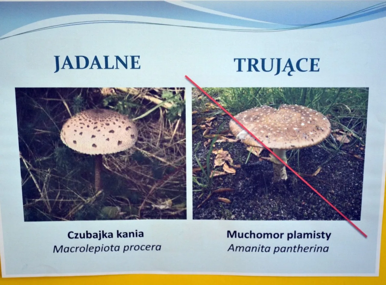 grzyby jadalne i trujące porównanie