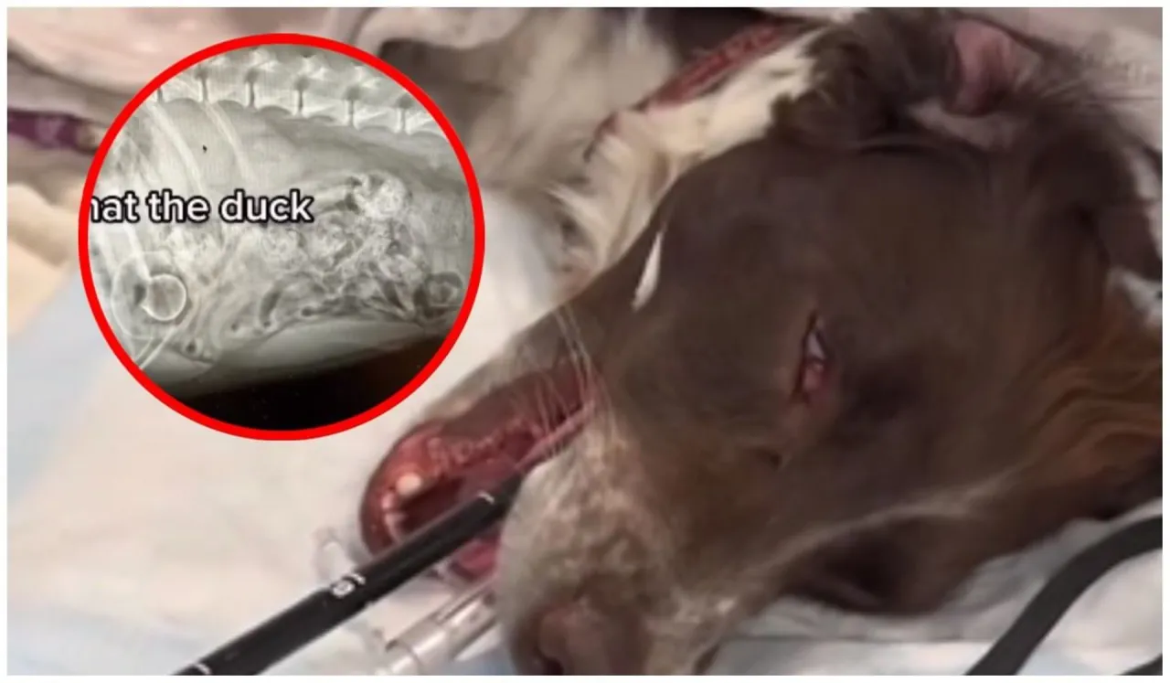 pies z bólem brzucha lub weterynarz badający psa