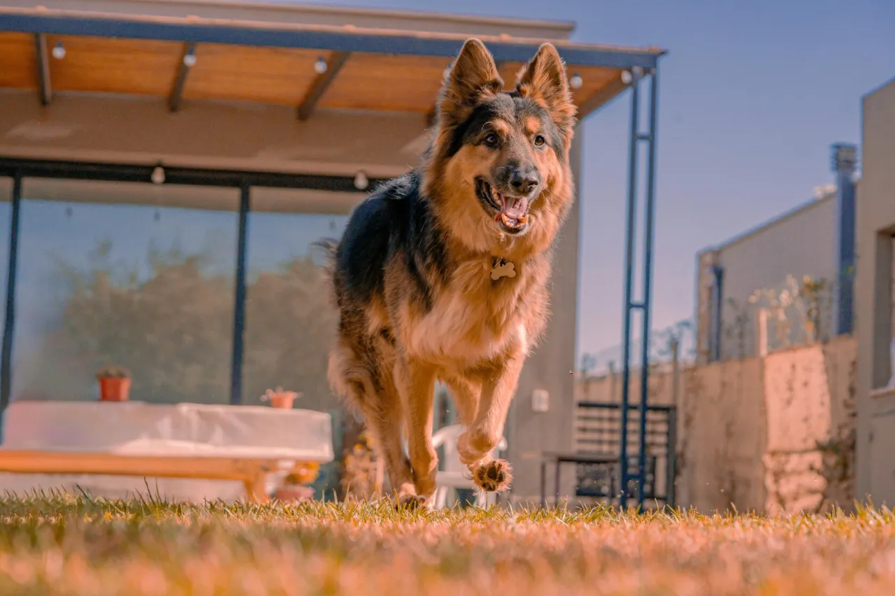 Aktywny owczarek niemiecki na spacerze