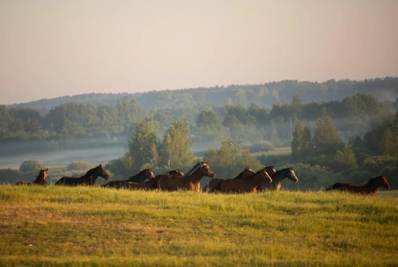 Stadnina Koni Nad Wigrami Mikołajewo