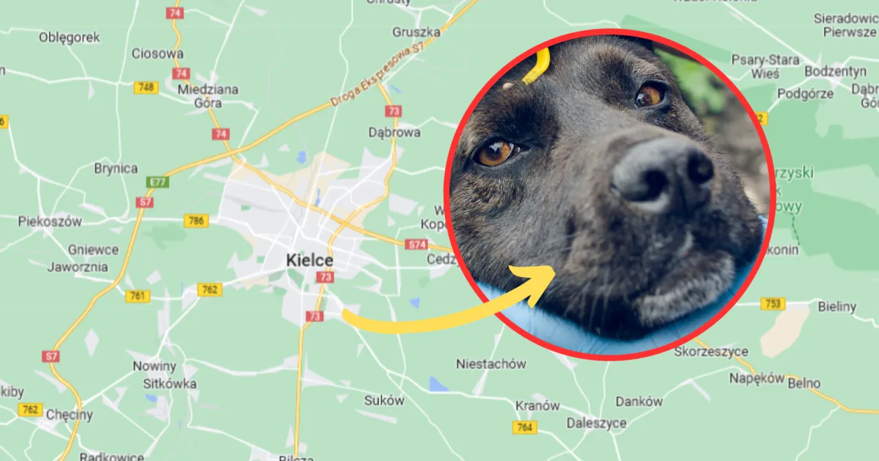 Weterynarz bada psa, właściciel zaniepokojony