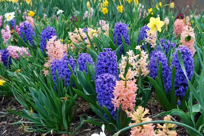 kwitnące hiacynty w ogrodzie