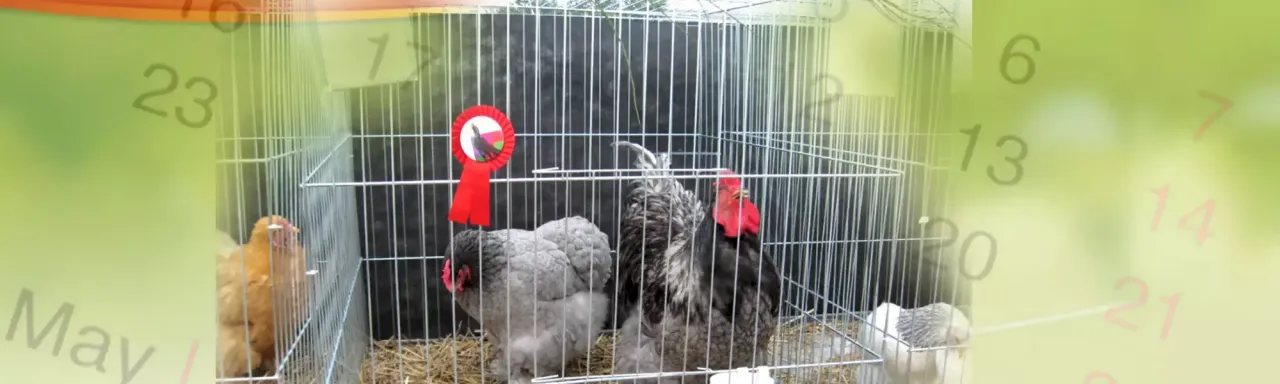 Giełda ptak&oacute;w egzotycznych kr&oacute;liki dr&oacute;b ozdobny