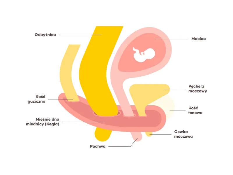 jak zlokalizować mięśnie kegla grafika