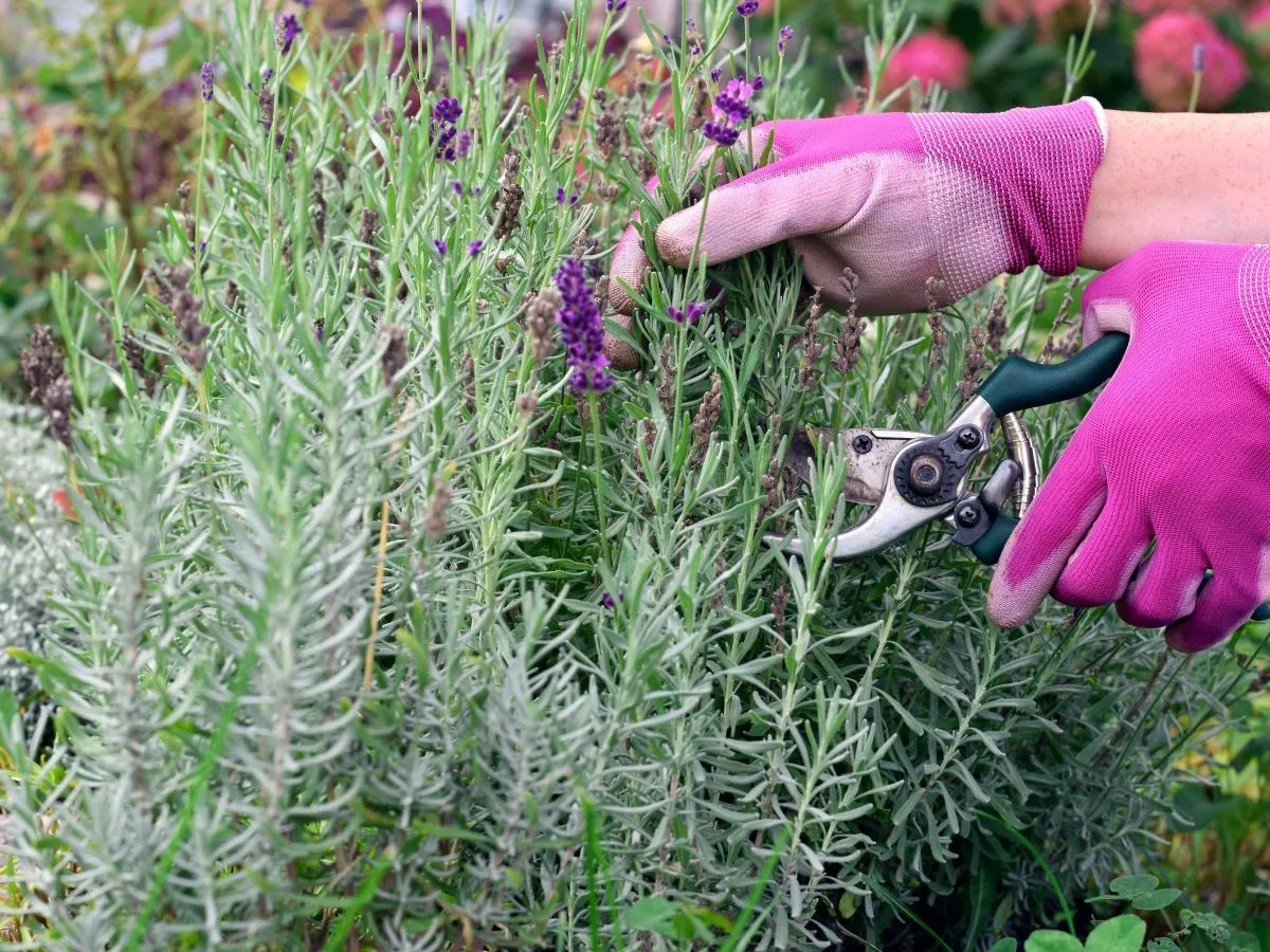 Ręce w różowych rękawiczkach przycinają lawendę sekatorami. Dowiedz się, jak przycinać lawendę, by pięknie rosła.