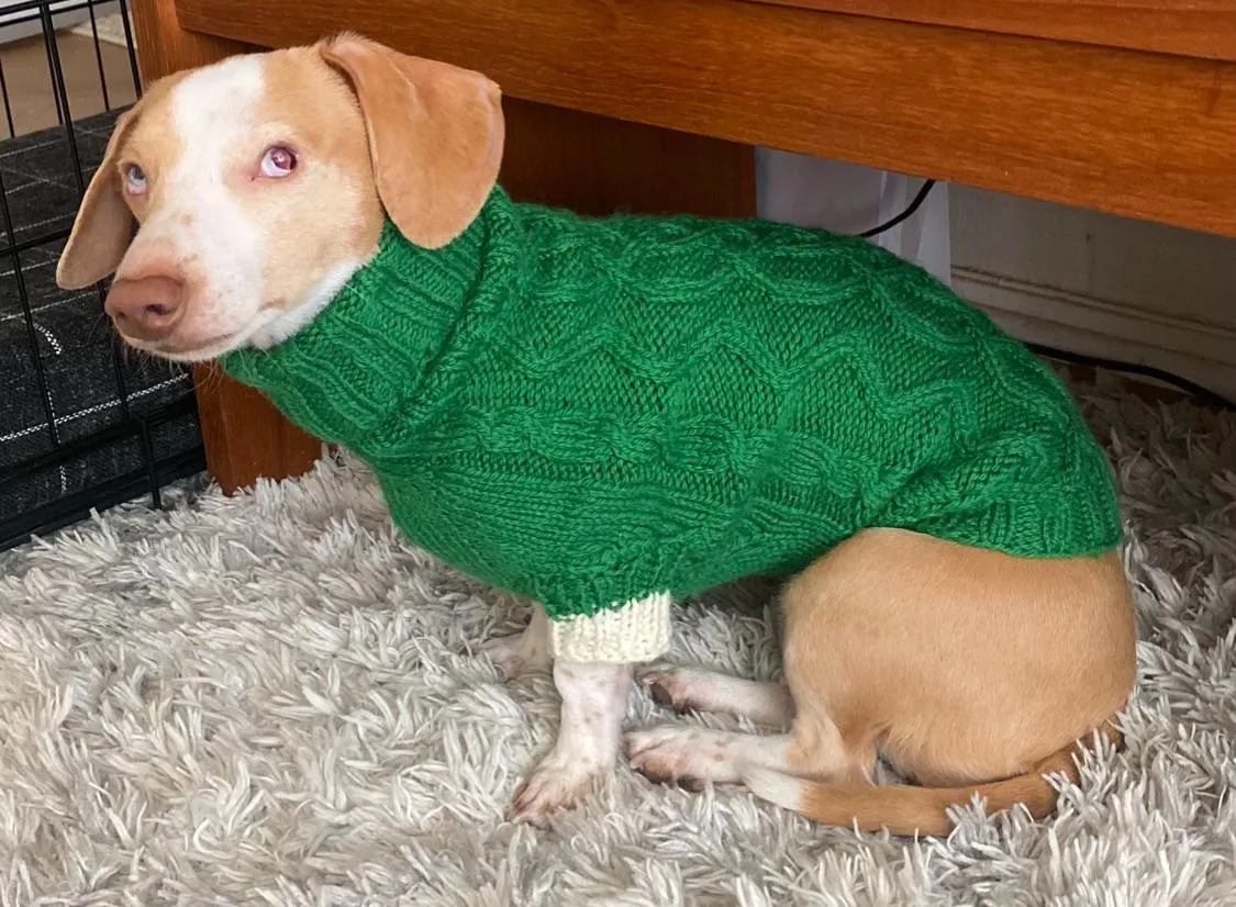 r&oacute;żne rodzaje wł&oacute;czek dla psa