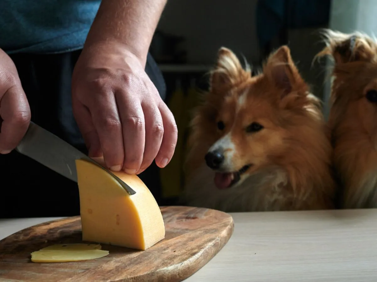 pies z zaciekawieniem patrzący na kawałek sera pleśniowego na stole