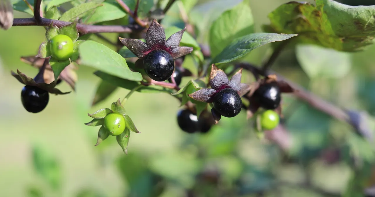 Bor&oacute;wka czarna i malina leśna