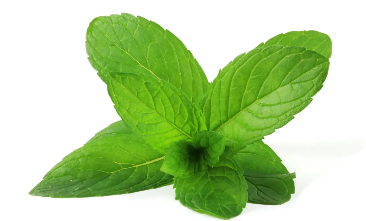 przelana mięta objawy liście