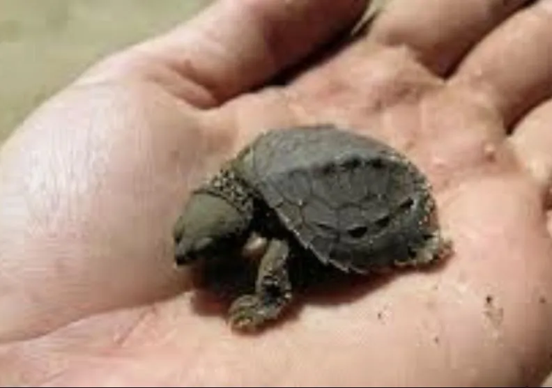 ż&oacute;łw oddech ruchy sk&oacute;ry pachowe pachwinowe