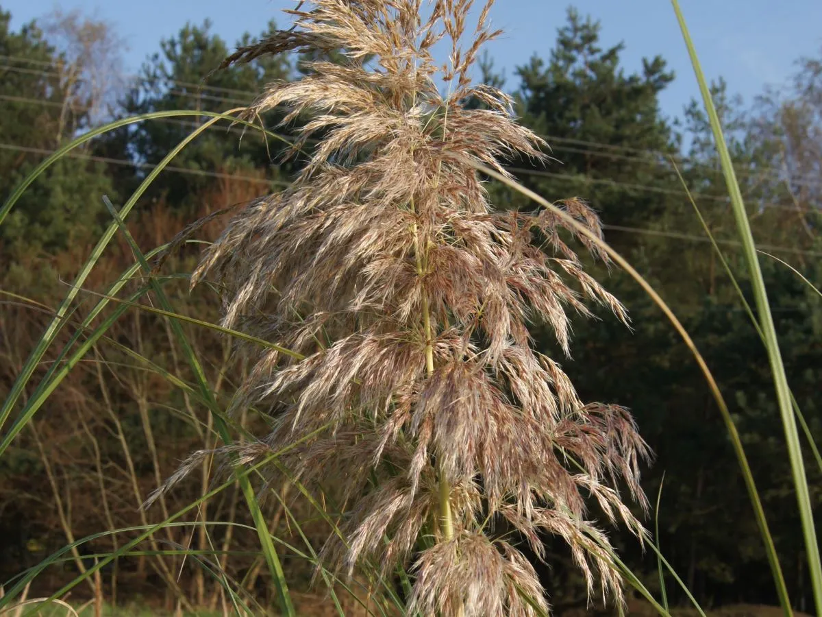 sklejona trawa pampasowa błędy