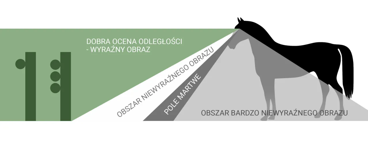 pole widzenia konia schemat