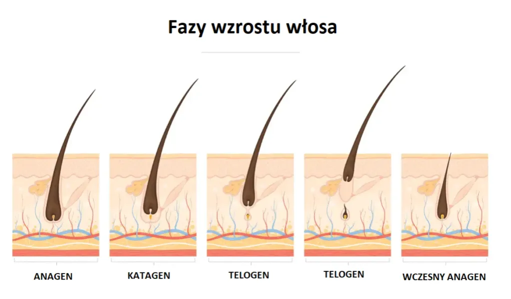 Cykl wzrostu włosa anagen katagen telogen